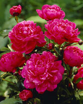 Без бренда «2KMB-4036» в Череповце