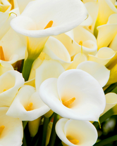 Без бренда «Белые каллы» в Череповце