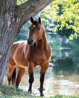 Без бренда «Лошадь у дерева» в Череповце