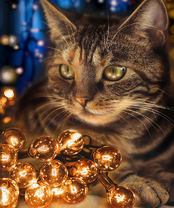 Без бренда «2KXSB-0678» в Череповце