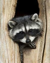 Без бренда «Енот в дупле» в Череповце