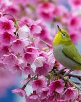 Желтая птичка на цветущей ветке