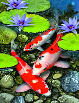 Карпы Кои в чистом озере