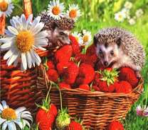 Два ежа на корзине с клубникой
