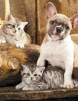 Без бренда «Милый щенок французского бульдога и два котёнка» в Череповце в интернет-магазине  Без бренда «Милый щенок французского бульдога и два котёнка» в Череповце