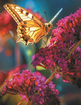 Бабочка на фиолетовых цветах