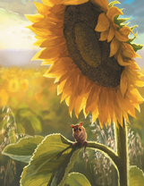 Полевая мышка на подсолнухе