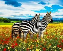 Зебры в цветочном поле