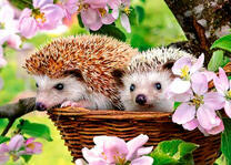 Ежики в корзине под яблоней