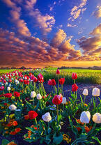 Без бренда «Поле тюльпанов под облачным небом» в Череповце