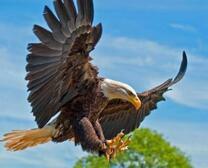 Орёл в момент охоты